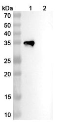Anti-Human TREM2 Reference Antibody (AL2p-58) – Figure 1 of 3