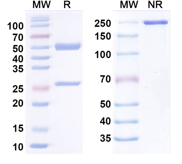 Anti-Human TERM2 Reference Antibody (PY314) – Figure 1 of 1