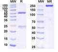 Anti-Human TERM2 Reference Antibody (DNL919) – Figure 1 of 1