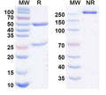 Anti-Human TERM2 Reference Antibody (VHB937) – Figure 1 of 1