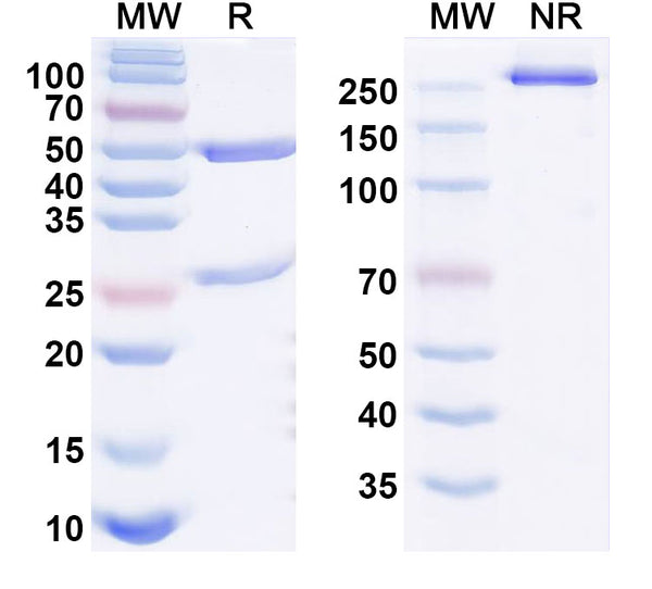 Anti-Human TERM2 Reference Antibody (VHB937) – Figure 1 of 1