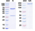 Anti-Human VE-Statin Reference Antibody (Parsatuzumab) – Figure 1 of 1