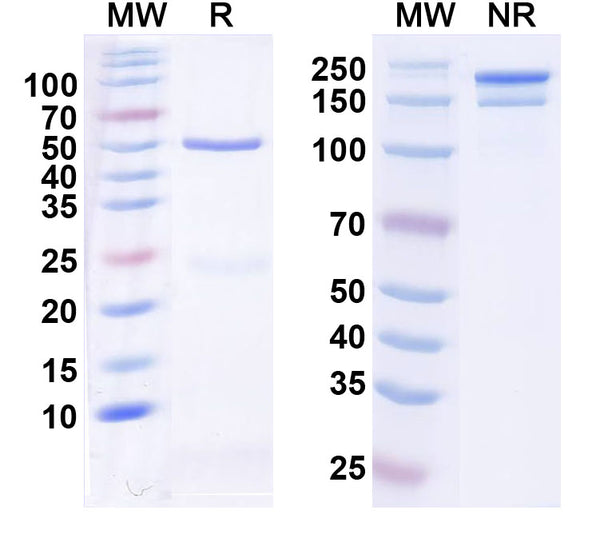 SDS-PAGE for InVivoMAb Anti-Human ANGPTL3 Antibody (Iv0160).