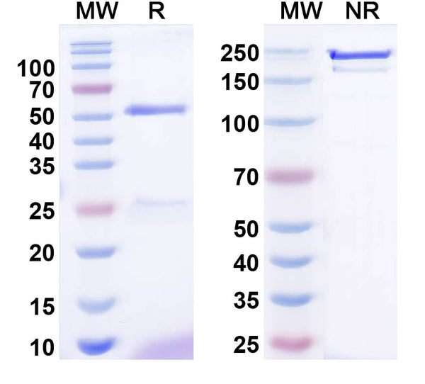 SDS-PAGE for InVivoMAb Anti-Human SOST Antibody (Iv0185).