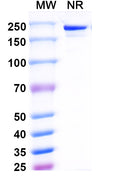 Anti-Human SOST/Sclerostin Reference Antibody (Blosozumab) – Figure 1 of 2