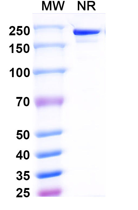 Anti-Human SOST/Sclerostin Reference Antibody (Blosozumab) – Figure 1 of 2