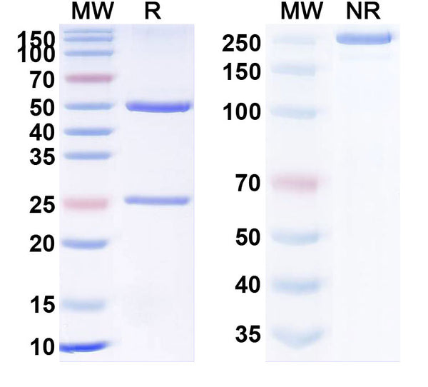 Anti-Human SOST/Sclerostin Reference Antibody (Setrusumab) – Figure 1 of 2