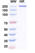 Anti-Human SOST/Sclerostin Reference Antibody (Resugosbart) – Figure 1 of 1