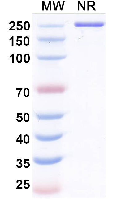 Anti-Human SOST/Sclerostin Reference Antibody (Resugosbart) – Figure 1 of 1