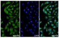 Hela cells were fixed with 4% paraformaldehyde for 20 minutes, followed by blocking with 5% goat serum for 1 hour. The cells were then incubated with a primary antibody targeting NFKBID (HV187014) at a concentration of 12.6 ug/ml overnight at 4°C. Afterward, the cells were incubated with a secondary antibody, Goat Anti-Rabbit IgG (Alexa Fluor-488) for 50 minutes at room temperature. The localization of NFKBID was visualized (shown in green), and nuclear DNA was stained with DAPI (shown in blue).
