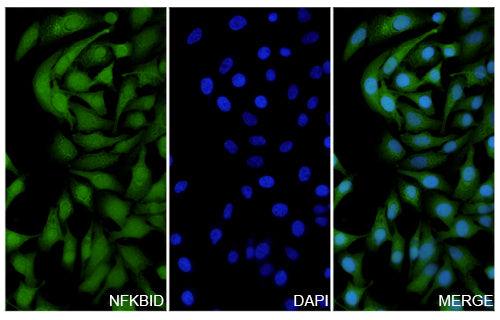 Hela cells were fixed with 4% paraformaldehyde for 20 minutes, followed by blocking with 5% goat serum for 1 hour. The cells were then incubated with a primary antibody targeting NFKBID (HV187014) at a concentration of 12.6 ug/ml overnight at 4°C. Afterward, the cells were incubated with a secondary antibody, Goat Anti-Rabbit IgG (Alexa Fluor-488) for 50 minutes at room temperature. The localization of NFKBID was visualized (shown in green), and nuclear DNA was stained with DAPI (shown in blue).