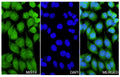 HepG2 cells were fixed with 4% paraformaldehyde for 20 minutes, followed by blocking with 5% goat serum for 1 hour. The cells were then incubated with a primary antibody targeting MLST8 (HV195014) at a concentration of 10.8 ug/ml overnight at 4°C. Afterward, the cells were incubated with a secondary antibody, Goat Anti-Rabbit IgG (Alexa Fluor-488) for 50 minutes at room temperature. The localization of MLST8 was visualized (shown in green), and nuclear DNA was stained with DAPI (shown in blue).