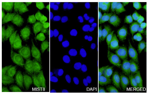 HepG2 cells were fixed with 4% paraformaldehyde for 20 minutes, followed by blocking with 5% goat serum for 1 hour. The cells were then incubated with a primary antibody targeting MLST8 (HV195014) at a concentration of 10.8 ug/ml overnight at 4°C. Afterward, the cells were incubated with a secondary antibody, Goat Anti-Rabbit IgG (Alexa Fluor-488) for 50 minutes at room temperature. The localization of MLST8 was visualized (shown in green), and nuclear DNA was stained with DAPI (shown in blue).