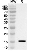 Western blot analysis was performed using anti-LAMTOR3 polyclonal antibody at 1ug/mL on recombinant LAMTOR3 (Catalog No. HV209012).