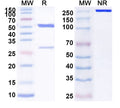 SDS-PAGE for Anti-Human CD300f/CD300LF Antibody (SAA1608)
