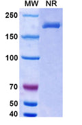 Anti-Human BAFF/BLyS/TNFSF13B Reference Antibody (Belimumab) – Figure 1 of 2
