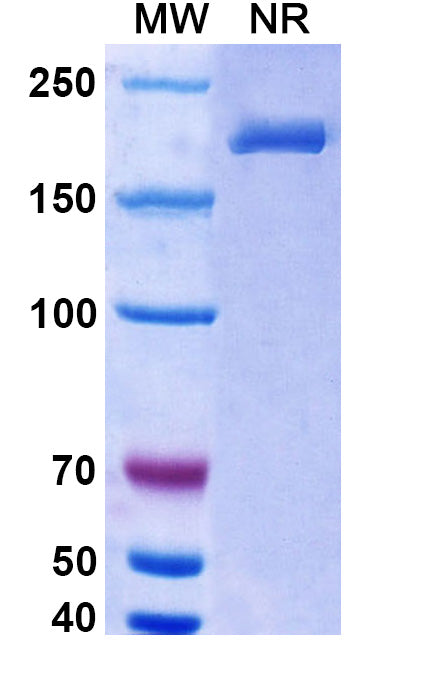 Anti-Human BAFF/BLyS/TNFSF13B Reference Antibody (Belimumab) – Figure 1 of 2