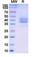 Research Grade Briobacept – Figure 1 of 1