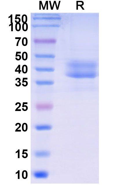 Research Grade Briobacept – Figure 1 of 1