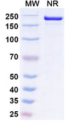 Anti-Human CD200R1 Reference Antibody (Ucenprubart) – Figure 1 of 1