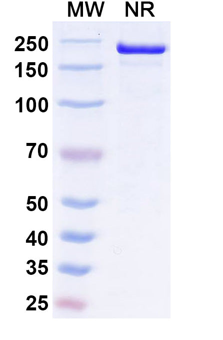Anti-Human CD200R1 Reference Antibody (Ucenprubart) – Figure 1 of 1