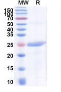 Recombinant Human CD319/SLAMF7 Protein, N-His
