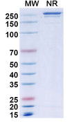 Anti-Human CRACC/SLAMF7 Reference Antibody (Elotuzumab) – Figure 1 of 1