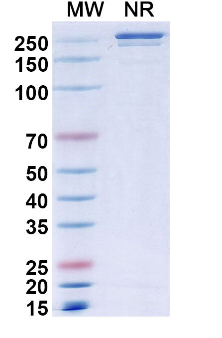 Anti-Human CRACC/SLAMF7 Reference Antibody (Elotuzumab) – Figure 1 of 1