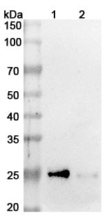Anti-Human CRACC/SLAMF7 Reference Antibody (Azintuxizumab) – Figure 1 of 2