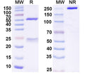 Anti-Human CD319/SLAMF7 Reference Antibody (PDL241) – Figure 1 of 1