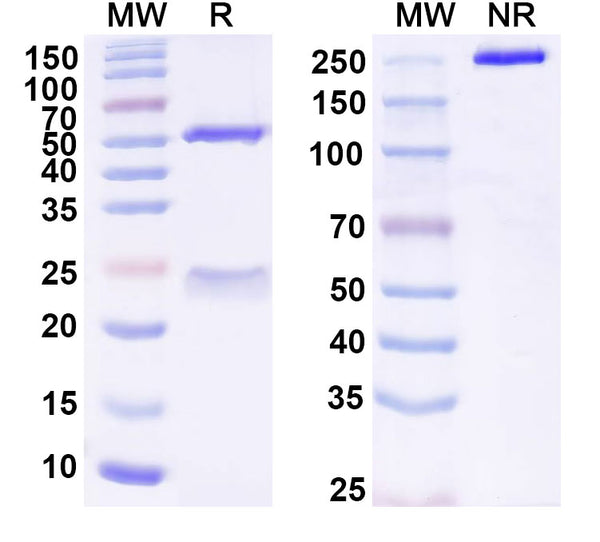 Anti-Human CD319/SLAMF7 Reference Antibody (PDL241) – Figure 1 of 1