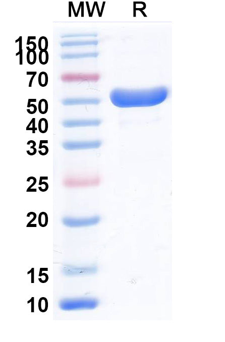 SDS-PAGE for InVivoMAb Anti-Human TREM1 & CD46 Bispecific Antibody (SAA2036).