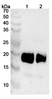 Anti-Human CD354/TREM1 Reference Antibody (PY159) – Figure 1 of 2