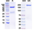 SDS-PAGE for Anti-ADAM22 Antibody (N46/23)