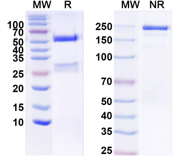 SDS-PAGE for Anti-ADAM22 Antibody (N46/30)
