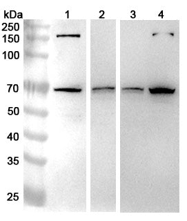 Western blot analysis was performed using anti-NUP85 polyclonal antibody at 1μg/ml on various samples.
Lane 1: Hela cell lysate
Lane 2: HT-29 cell lysate
Lane 3: LO2 cell lysate
Lane 4: 293T cell lysate