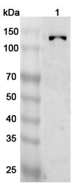Western blot analysis was performed using anti-PTPRN2 polyclonal antibody at 1ug/mL on various samples.
Lane 1: Mouse brain lysate