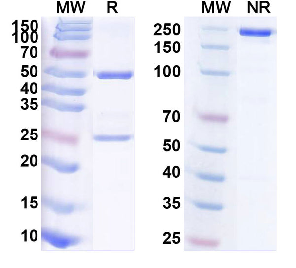 Anti-Human TSLP Reference Antibody (Tezepelumab) – Figure 1 of 1