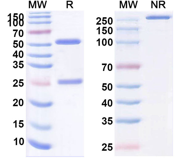 Anti-Human TSLP Reference Antibody (Ecleralimab) – Figure 1 of 1