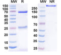 Anti-Human TSLP Reference Antibody (HU23B12) – Figure 1 of 2