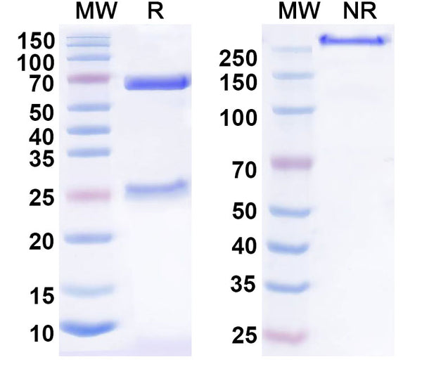 Anti-Human TSLP Reference Antibody (HU23B12) – Figure 1 of 2