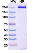 Anti-Human TSLP Reference Antibody (Solrikitug) – Figure 1 of 1