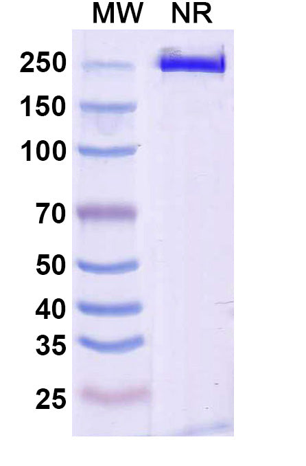 Anti-Human TSLP Reference Antibody (Solrikitug) – Figure 1 of 1