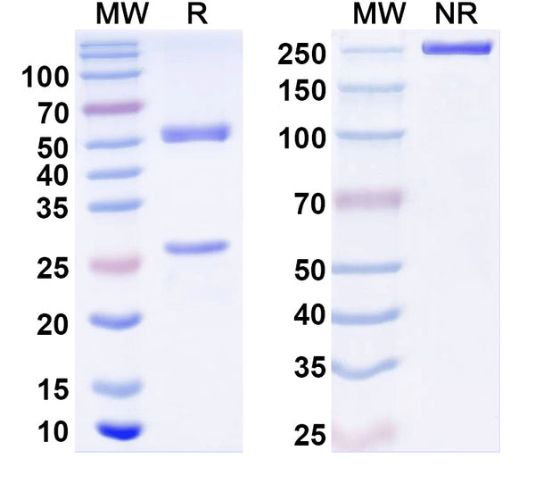 Anti-Human TSLP Reference Antibody (Felcorekibart) – Figure 1 of 1