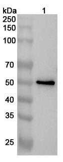 Western blot analysis was performed using anti-D2HGDH polyclonal antibody at 1ug/mL on various samples.
Lane 1: NIH3T3 cell lysate