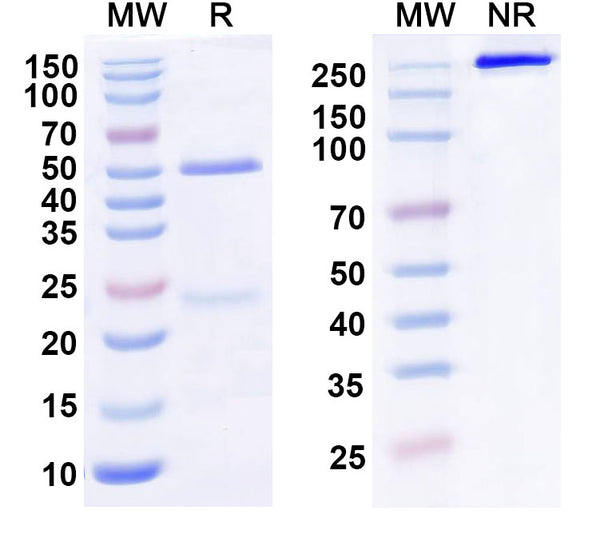 Anti-Human ILT4 Reference Antibody (1E1#) – Figure 1 of 1