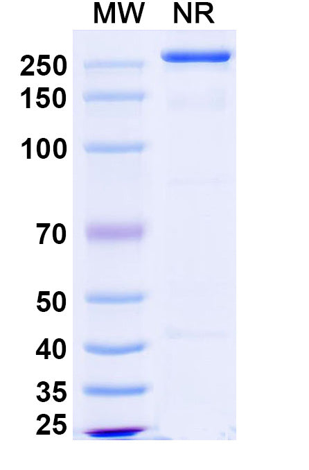 Anti-Human LILRB2/CD85d/ILT4 Reference Antibody (Polzastobart) – Figure 1 of 1