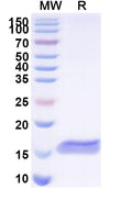 SDS-PAGE for Anti-Human BACE2 Nanobody (SAA1031)
