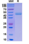 Recombinant Human CD172g/SIRPG Protein, C-His