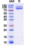 Recombinant Human CD172g/SIRPG Protein, C-Fc